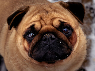 Close-up portrait of a dog breed pug with intelligent eyes