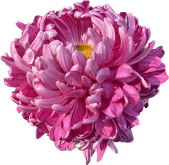 Transparent PNG background of a purple chrysanthemum flower