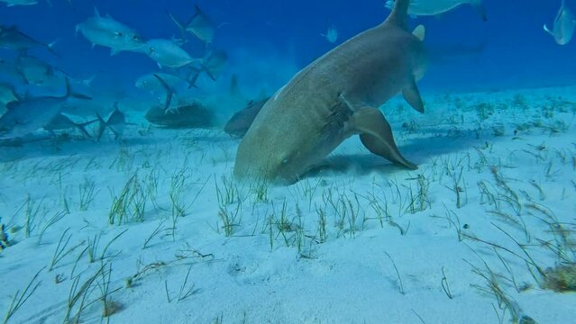 4k video of a Nurse Shark (Ginglymostoma cirratum) in Bimini, Bahamas