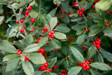 Close-up of holly berries on bush