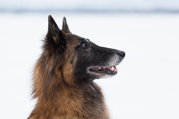 old tervueren belgian shepherd dog profile portrait in the snow in winter