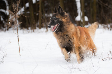 old tervueren belgian shepherd dog running in the snow in winter