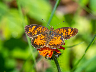A Pearl Crescent Butterfly on Hawkweed