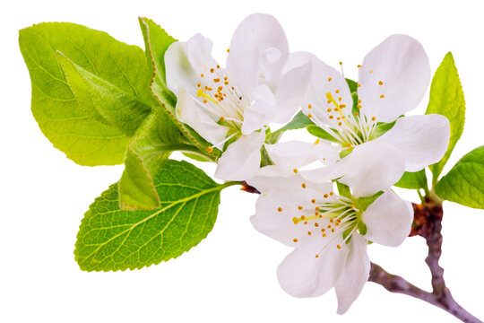 Pflaumenbl&uuml;ten an einem Pflaumenbaum