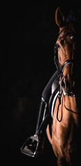 Dressage Horse on Dark Background - 568896179