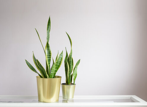 Dos plantas de sansevieria trifasciata, también llamada espada de san jorge,  en maceta dorada juntas sobre fondo neutro.