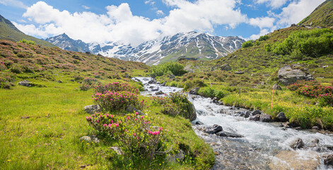 stunning swiss landscape Dischma valley, mountain brook and blooming alpine roses, canton grisons