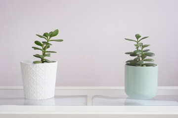 Dos plantas de crassula ovata en macetas blanca y verde pastel sobre fondo neutro. También llamada planta de la prosperidad o planta de jade. 