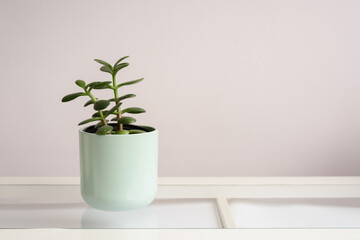 Planta de crassula ovata o planta de jade en maceta verde pastel sobre fondo neutro.
