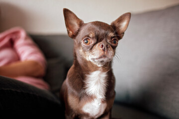 Portrait of a funny short-haired brown dog Chihuahua with different expressive emotions. Space for text, close-up. Can be used as emoji or to advertise any product for dogs