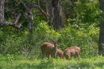 Javan rusa, Rusa timorensis in Baluran National Park, East Java, Indonesia 