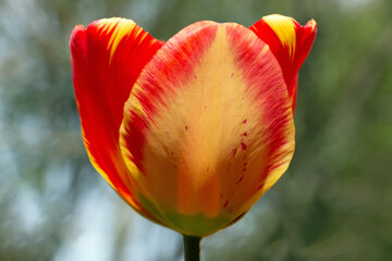 One bright red and yellow tulip flower blooming in springtime, close-up side  view bokeh background