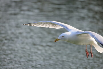 The front part of a white seagull in flight against a blurred background