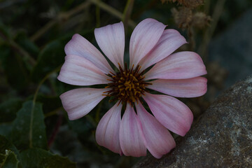 Flower "Mutisia Spinosa" of the Chilean Argentine Patagonia