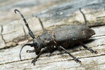 Long-horned weaver beetle