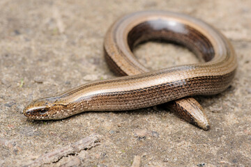 Rare animal, legless shiny harmless lizard slow worm on the ground