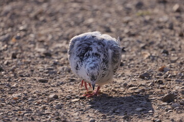 The front of a black and white pigeon looking down looking for food