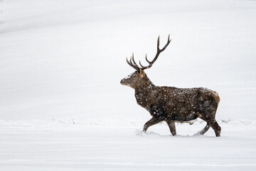 Red deer, Cervus elaphus. Deer in the meadow on a snowy day. Bieszczady Mountains, Carpathians, Poland.