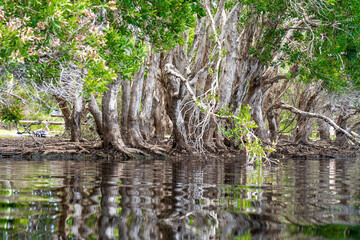 tree in the water