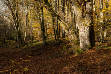 Das Naturschutzgebiet Unteres Schondratal, zwischen der Gemeinde Heiligkreuz und Gräfendorf, im Biosphärenreservat Rhön und dem  Naturpark Spessart, Unterfranken, Franken, Bayern, Deutschland