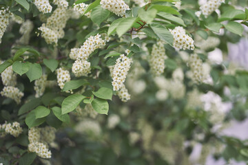 White bird cherry, a large bush with white flowers. Bright spring flowers. Trees in flowers. Close-up image of spring blooming, white flowers. With space to copy. High quality photo