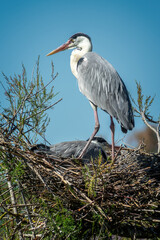 Close up of a couple of grey heron in their nest in the Camargue national park, France