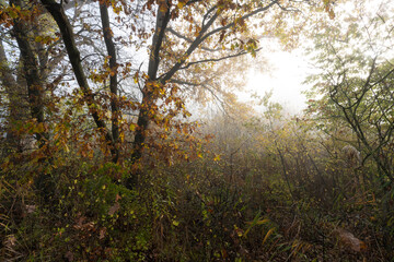 Sonnenaufgang im Nebel über den NSG Altmain bei Grafenrheinfeld, Landkreis Schweinfurt, Unterfranken, Franken, Bayern, Deutschland