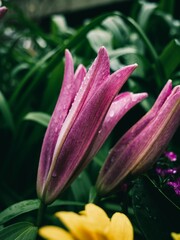 The natural beauty of Bangladesh 