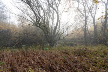 Sonnenaufgang im Nebel über den NSG Altmain bei Grafenrheinfeld, Landkreis Schweinfurt, Unterfranken, Franken, Bayern, Deutschland