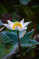 The natural beauty of Bangladesh 