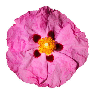 Fleur de Ciste pourpre	