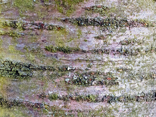 Wooden texture close up for AI image generation vivid colorful