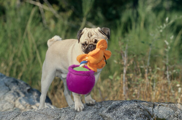 Pug standing outside on rock with assorted toys in mouth