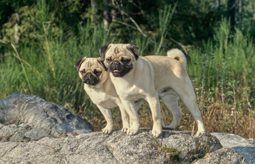 Two pugs standing on rock outside