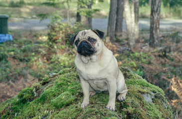 Pug sitting on mossy rock outside in park