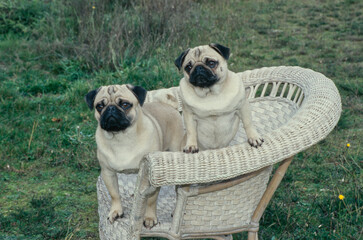 Two pugs sitting outside together on wicker chair