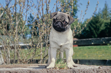 Pug puppy standing on tree stump outside near fence with head tilted