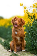 golden retriever puppy
