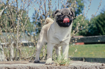 Cute Pug puppy standing on tree stump outside near fence