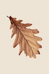 Close up Oak leaf isolated on a beige background.