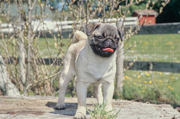 Pug puppy standing on tree stump outside near fence with tongue out