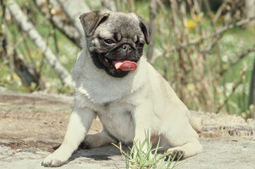 Pug puppy sitting on top of tree stump outside with tongue sticking out
