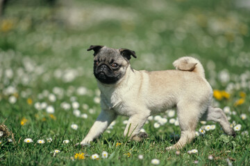 Pug puppy outside running through field with yellow and white flowers