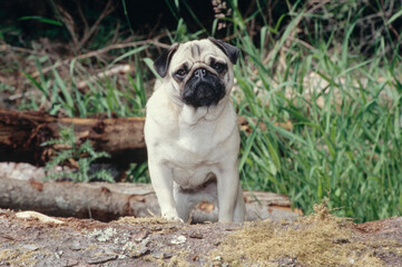 Pug standing on tree trunk outside near tall grass