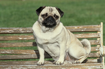 Obraz premium Pug sitting outside on small wooden bench in yard