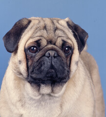 Close view of Pug face on blue background