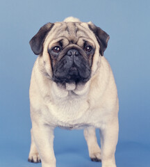Fototapeta premium Pug standing on blue background