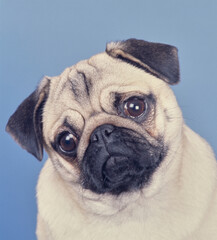 Pug face on blue background with head tilted