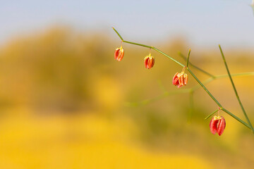 Flower of Garagum desert. Asparagus maritimus Garagum desert.