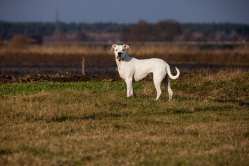 Obraz na płótnie Canvas young dogo argentino in the field with beauty sun 